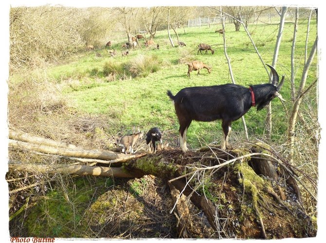 Notre ferme se situe dans un petit hameau de la Bresse Bourguignonne, à 30 km de Chalon sur Saône, 17 km de Louhans et de Tournus, piscine naturelle de la Chapelle saint sauveur à 35 km.
Vous pouvez profiter aux alentours de balades, des découvertes au centre Eden de Cuisery, mais aussi tout simplement profiter du calme de la campagne et vous délasser.
